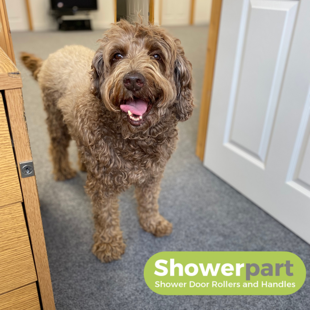 Deefor the office dog joins our customer service team!