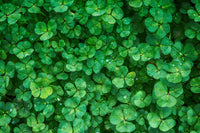 How Can Shower Part Help You Go Green Through The Environmental Benefits Of Upcycling.